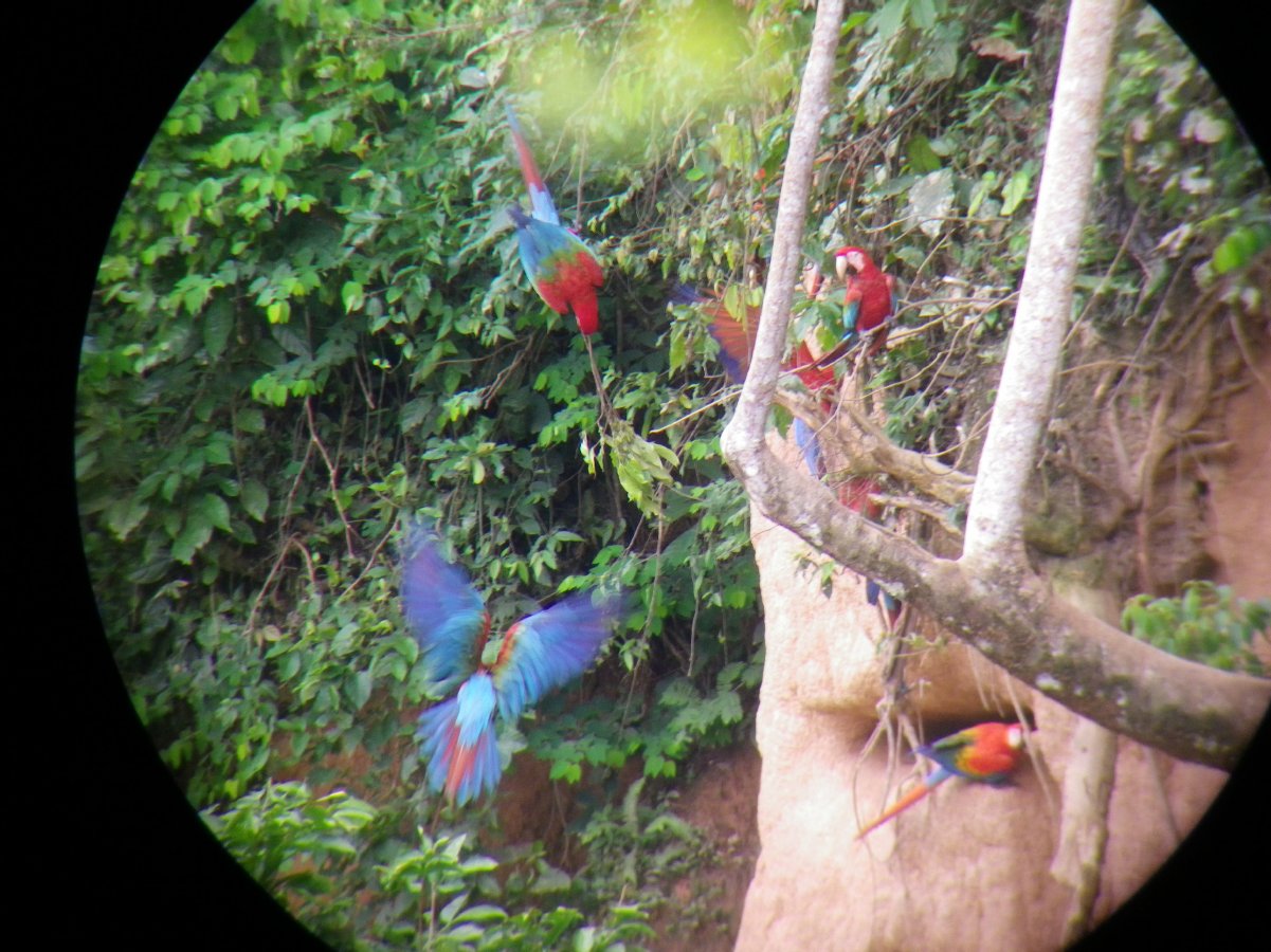 Macaw watching29